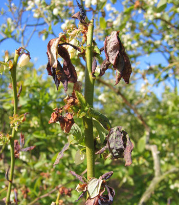 Blueberry Shock Virus (BlShV)