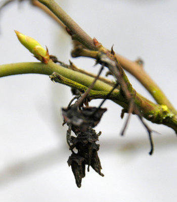 Blueberry Scorch Virus (BlScV)